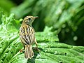 Cisticola juncidis (commons, cat)