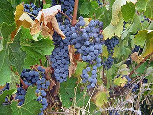 Cabernet Sauvignon grapes. Photo taken at Skil...