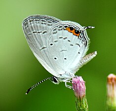 Ventral view