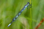 Coenagrion hastulatum – Männchen