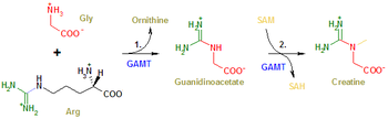 Edited creatine synthesis picture with fixed term