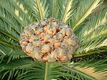 Cycas revoluta female cone01.jpg