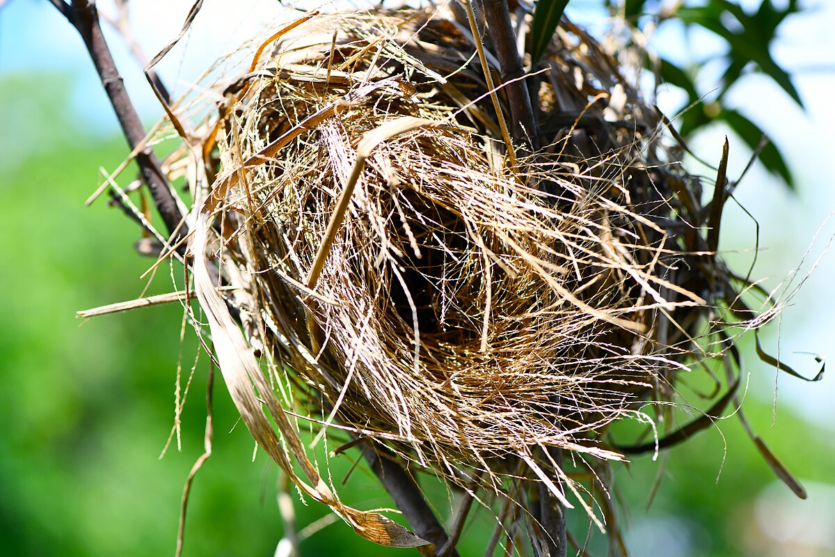 1200px-D85_1058_Bird_Nest_at_Queen_Sirik