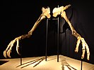 Deinocheirus arms and shoulder girdles