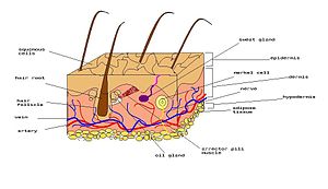 Merkel cell - Diagram of human skin. In humans...