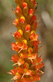 Disa chrysostachya