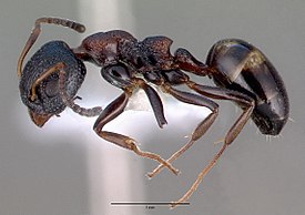 Dolichoderus sibiricus