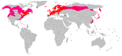 Vermelho = comum; Rosa = dispersado