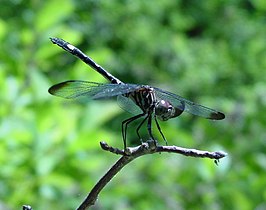 Dythemis velox