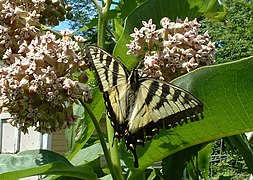Mariposa Papilio glaucus.
