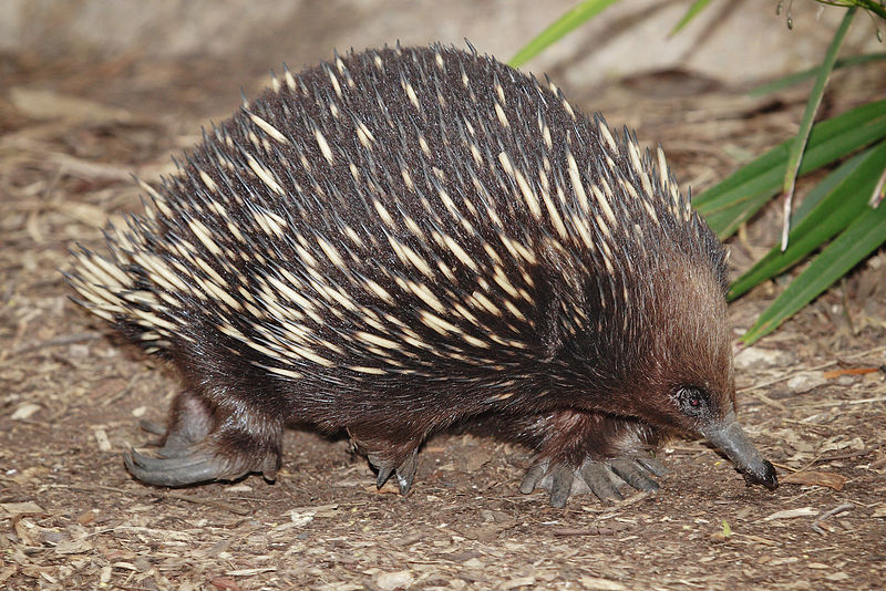 ไฟล์:Echidna - melbourne zoo.jpg