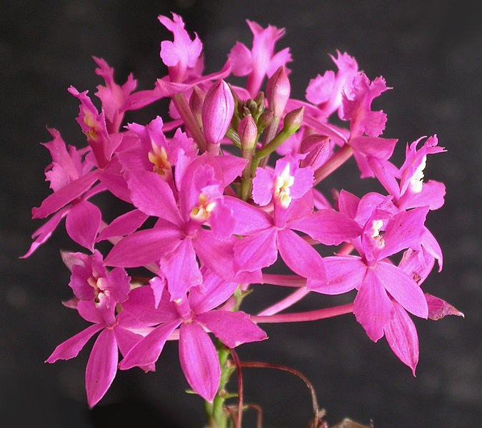 Ficheiro:Epidendrum denticulatum inflorescence.jpg