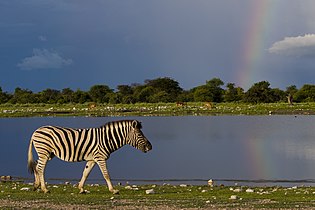 'n Bontkwagga in die Nasionale Etoshawildtuin, Namibië.