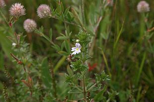 Spids øjentrøst (Euphrasia stricta) Foto: Sten Porse