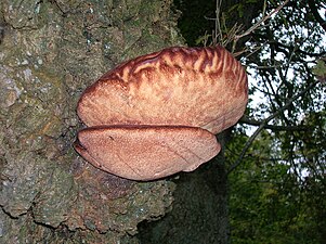 Oxtungsvamp Fistulina hepatica