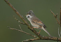 Flickr - Rainbirder - Серый обыкновенный (Sylvia communis) .jpg