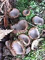 Humaria hemisphaerica - glazed cup fungus