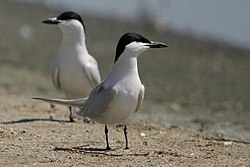 Gelochelidon nilotica