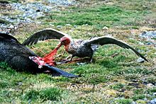 Southern giant petrel on South Georgia Island Giant petrel.jpg