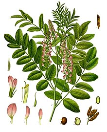 Glycyrrhiza glabra - Köhler–s Medizinal-Pflanzen-207.jpg