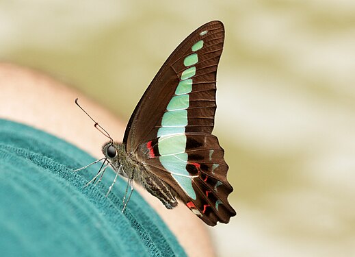 Insect at Endau-Rompin National Park/Taman Negara Endau-Rompin. Photograph: Twhrl