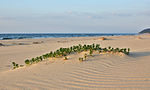 Honkenia piaskowa na plaży
