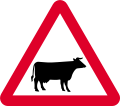 Cattle ahead