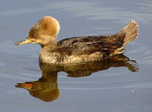 Hooded Merganser, female.jpg