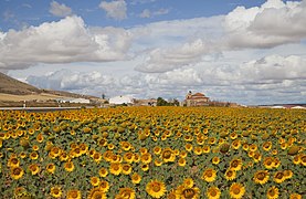 Campo di girasoli in Spagna