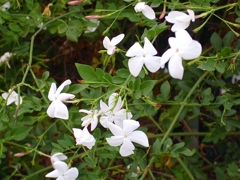 File:Jasminum officinale Enfoque 2010-7-11 TorrelaMata.jpg