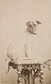 Der Corpshund Herr von Nickel, um 1890