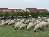 Schafbeweidung im Landschaftsraum Kronsberg