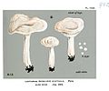 Lactarius cyathula- 2-Cooke.jpg