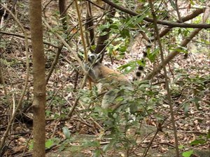 File:Lemur catta - scent marking 01.ogv