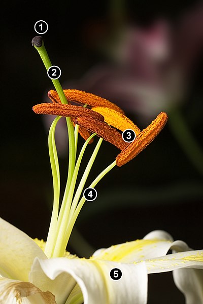 File:Lillium Stamens.jpg