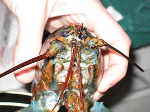 Close up of the head of a live lobster Lobster 08.jpg