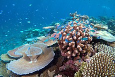 Lodestone Reef Valentines Day 2016, Green Chromis on Coral.jpg