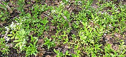 Mõru jürilill Cardamine amara