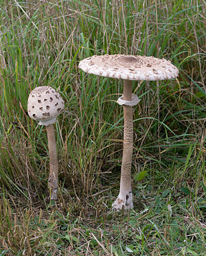 Macrolepiota procera