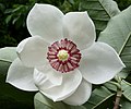 Magnolia sieboldii в дендрарії Арнольда (США)