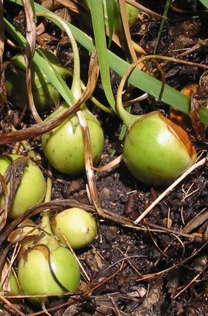 Mandragora officinarum의 열매