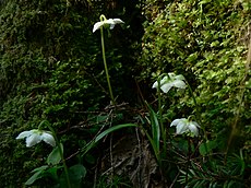 Žemoklės (Moneses uniflora)