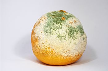 English: A clementine covered with mould