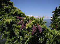 Vuorihemlokki (Tsuga mertensiana)