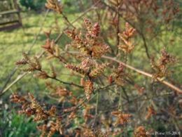 Pajūrinis sotvaras (Myrica gale)