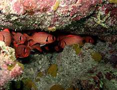 Un groupe de poissons-soldats à œillères (Myripristis murdjan) sous un massif de corail.