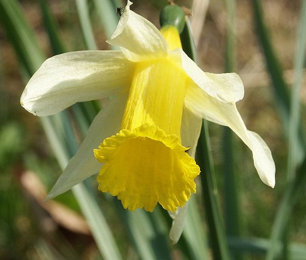 narcissus pseudonarcissus narcissus pseudonarcissus commonly known as 
