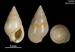 Nassarius lochi