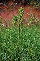 Grote wederik (Lysimachia vulgaris)