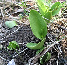 Ophioglossum engelmannii.jpg